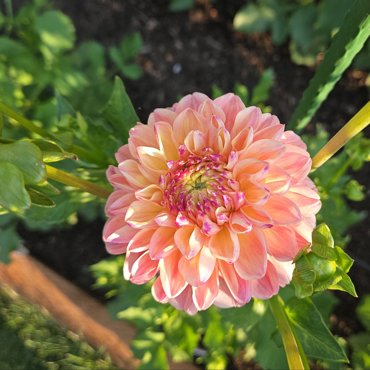 A close-up of a blooming dahlia flower with layered peach-pink petals and green leaves in a garden bed.
